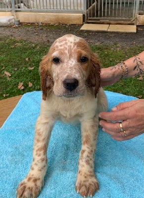 Les chiots de Setter Anglais