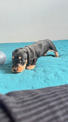 Les chiots de Teckel poil dur