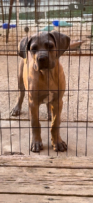 Les chiots de Cane Corso