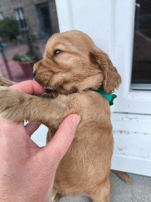 Les chiots de Cocker Spaniel Anglais