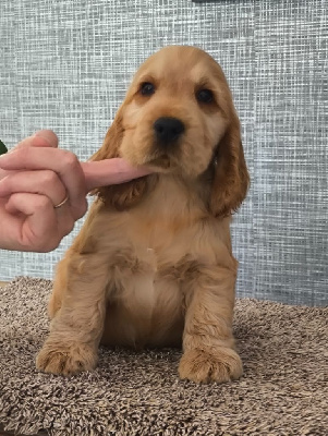 Les chiots de Cocker Spaniel Anglais