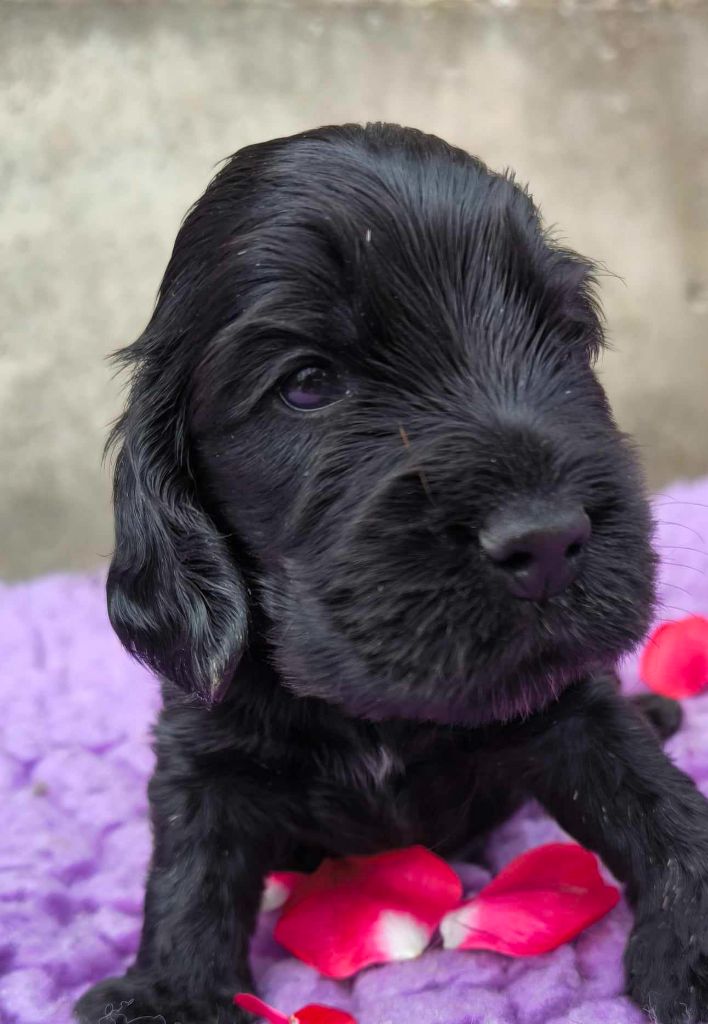 VASKO - Cocker Spaniel Anglais