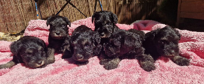 Les chiots de Schnauzer miniature