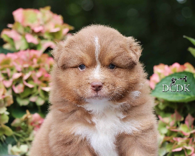 Les chiots de Berger Australien