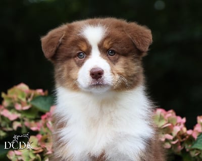 Les chiots de Berger Australien