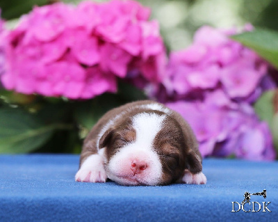 Les chiots de Berger Américain Miniature 