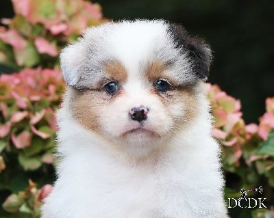 Les chiots de Berger Australien