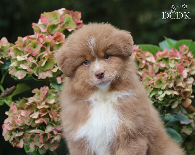 Les chiots de Berger Australien