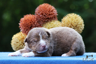 Les chiots de Berger Australien