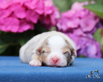 Les chiots de Berger Américain Miniature 