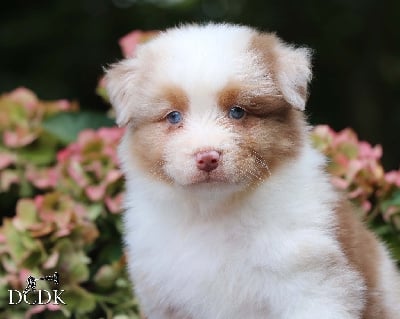 Les chiots de Berger Australien