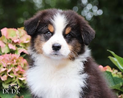 Les chiots de Berger Australien