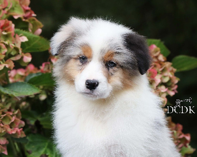 Les chiots de Berger Australien