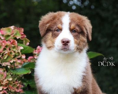 Les chiots de Berger Australien