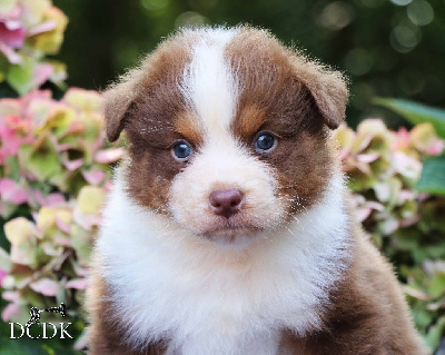 Les chiots de Berger Australien