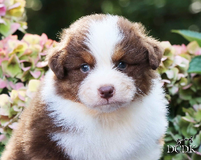 Les chiots de Berger Australien