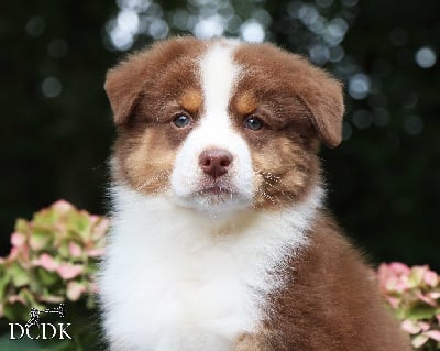 Les chiots de Berger Australien