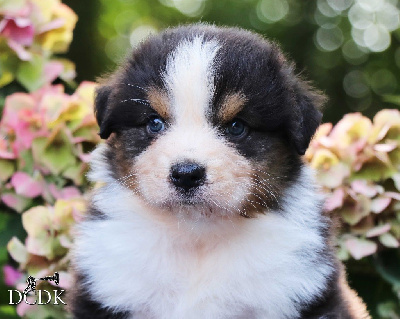 Les chiots de Berger Australien