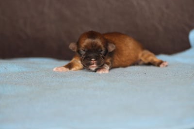 Les chiots de Lhassa Apso