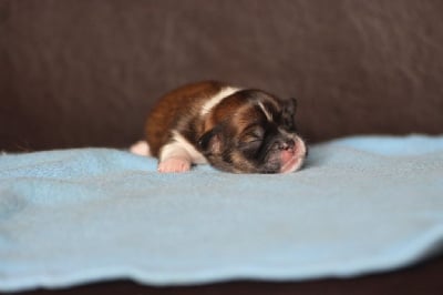 Les chiots de Lhassa Apso