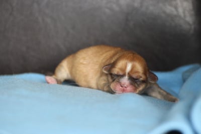 Les chiots de Lhassa Apso