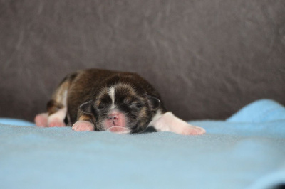 Les chiots de Lhassa Apso