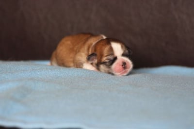 Les chiots de Lhassa Apso