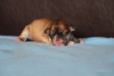 Les chiots de Lhassa Apso