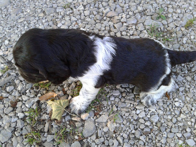 Les chiots de Chien d'Oysel allemand