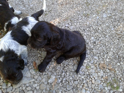 Les chiots de Chien d'Oysel allemand