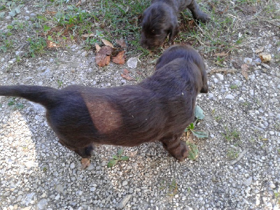 Les chiots de Chien d'Oysel allemand