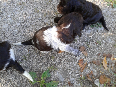 Les chiots de Chien d'Oysel allemand