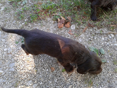 Les chiots de Chien d'Oysel allemand