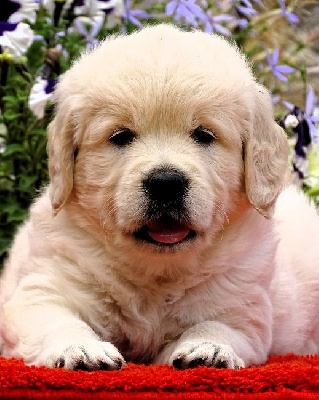 Les chiots de Golden Retriever