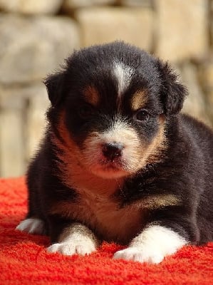 Les chiots de Berger Australien