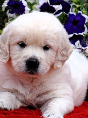 Les chiots de Golden Retriever