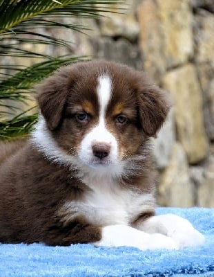 Les chiots de Berger Australien