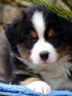 Les chiots de Berger Australien