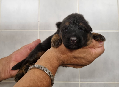 Les chiots de Berger Allemand Poil Long