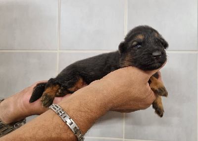 Les chiots de Berger Allemand Poil Long