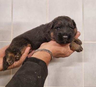 Les chiots de Berger Allemand Poil Long