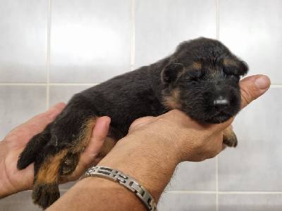 Les chiots de Berger Allemand Poil Long