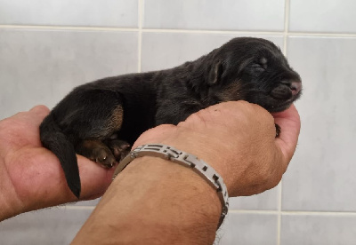 Les chiots de Berger Allemand Poil Long