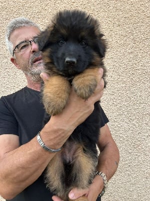 Les chiots de Berger Allemand Poil Long