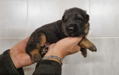 Les chiots de Berger Allemand Poil Long