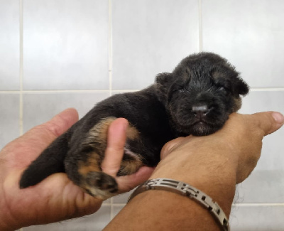 Les chiots de Berger Allemand Poil Long