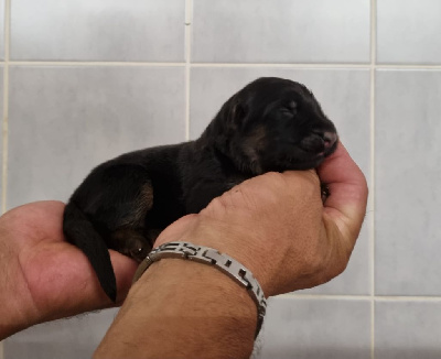 Les chiots de Berger Allemand Poil Long