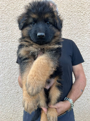 Les chiots de Berger Allemand Poil Long