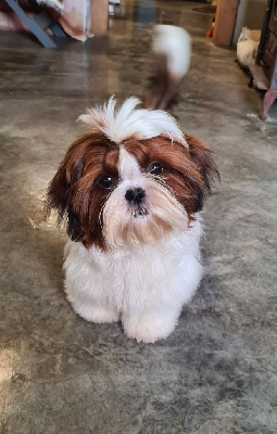 Les chiots de Shih Tzu