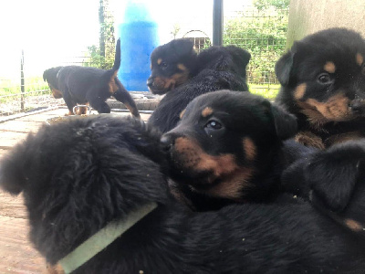 Les chiots de Berger de Beauce